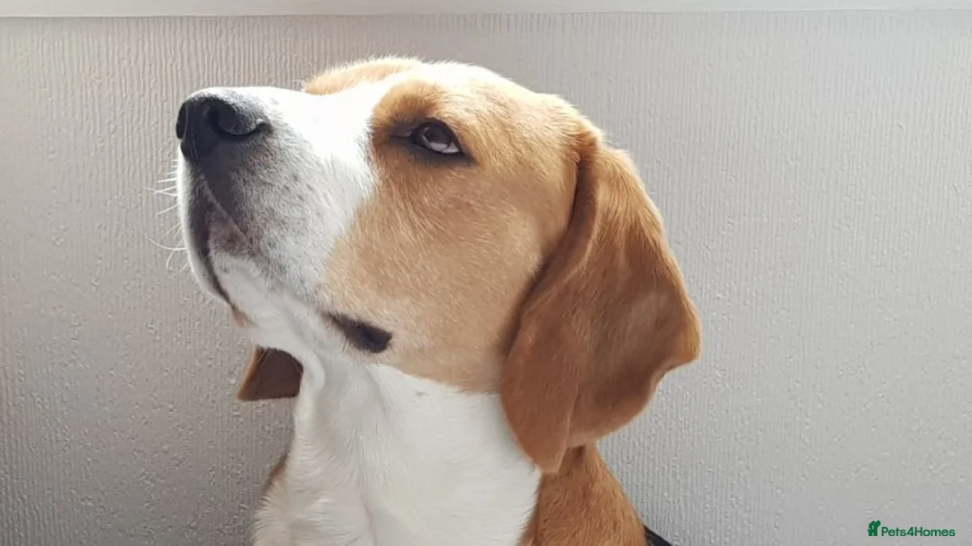 Beagle dogs for stud: Forrest the Beagle in Dundee - Advert 8