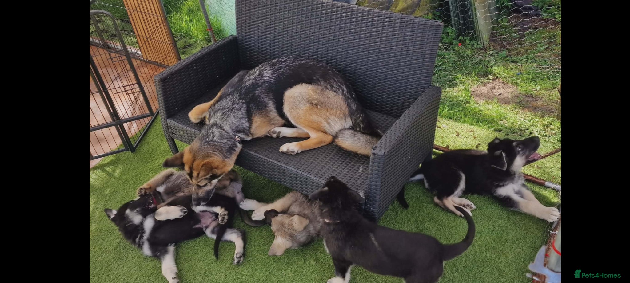 German Shepherd dogs German Shepherd Puppies  - Advert 1