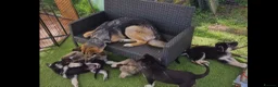 German Shepherd dogs for sale: German Shepherd Puppies  - Advert 1