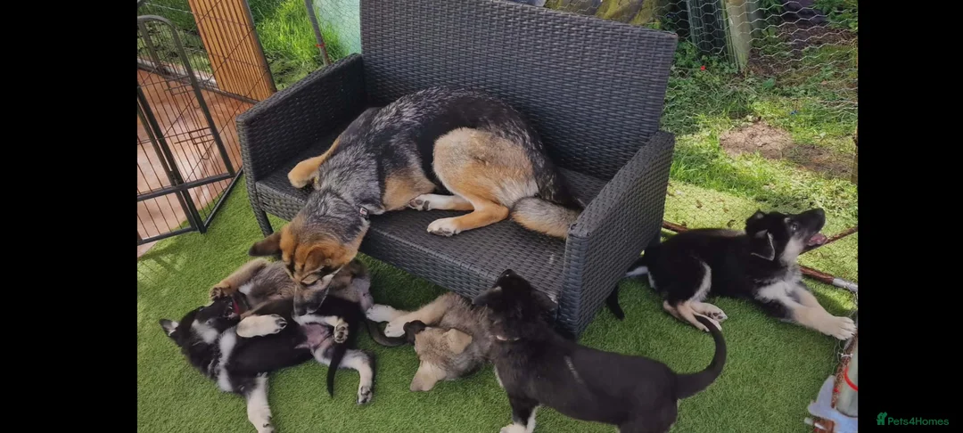 German Shepherd dogs for sale: German Shepherd Puppies  - Advert 1