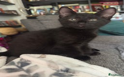 Mixed Breed cats for sale: Beautiful kittens!!!!! READY NOW!!! - Image 10