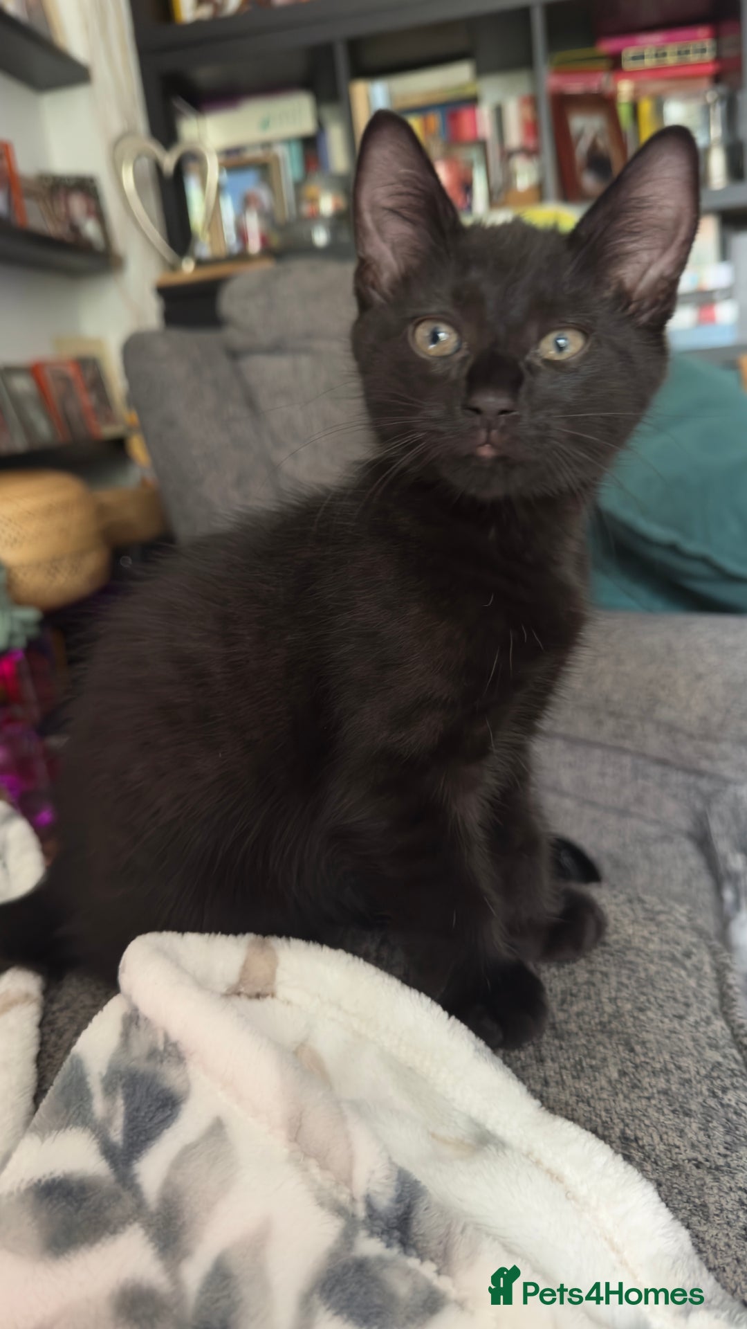 Mixed Breed cats for sale: Beautiful kittens!!!!! READY NOW!!! - Image 10