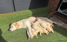 Golden Retriever dogs for sale: Golden retriever puppies - Image 2