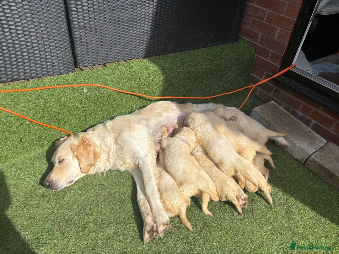 Golden Retriever dogs for sale: Golden retriever puppies - Image 2