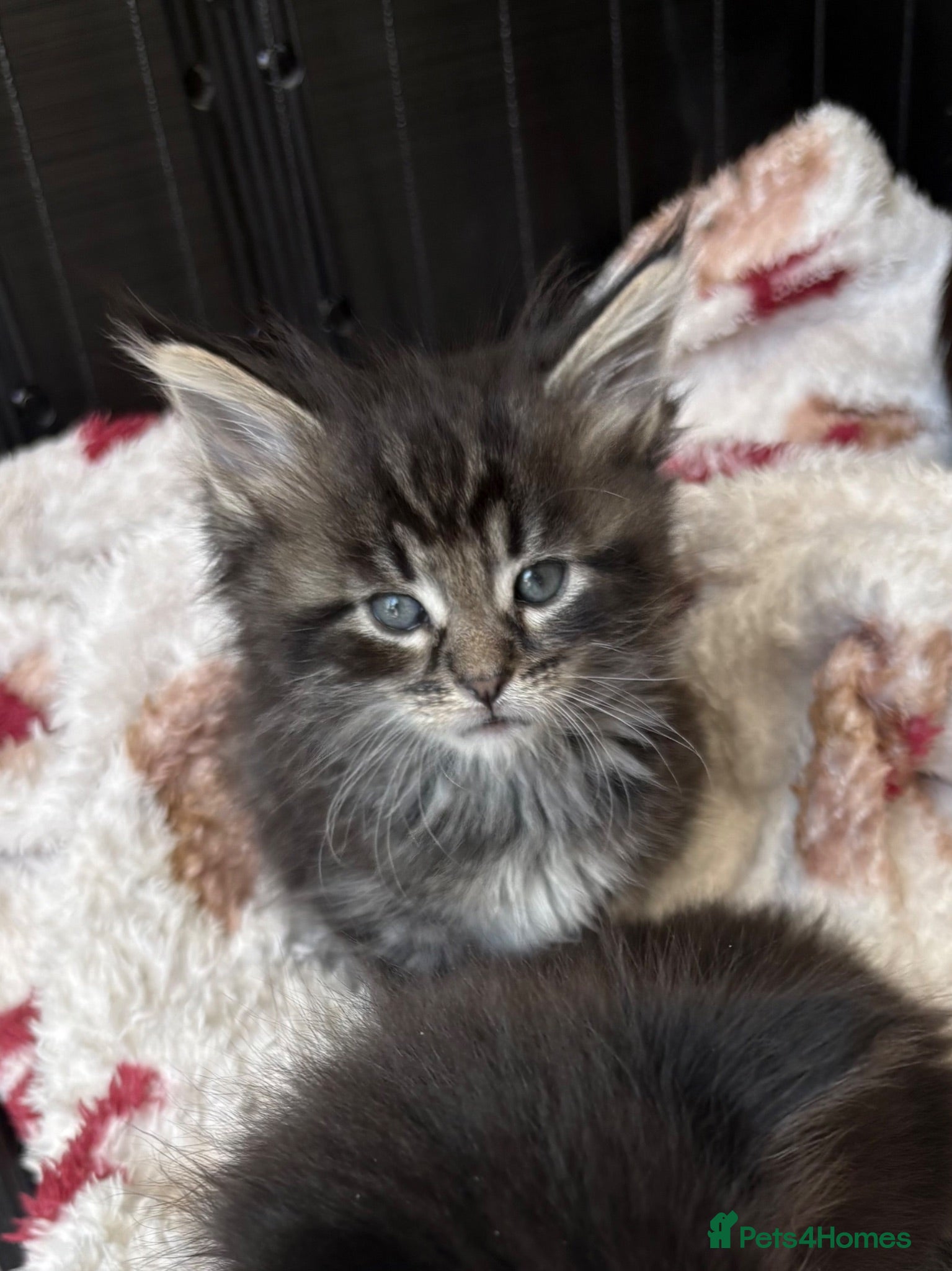 Mixed Breed cats Mixed Siberian/main coon - Advert 13