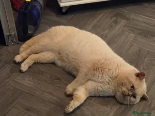 British Shorthair cats Cream of la crop! Blood group B. GCCF/TICA reg - Advert 7