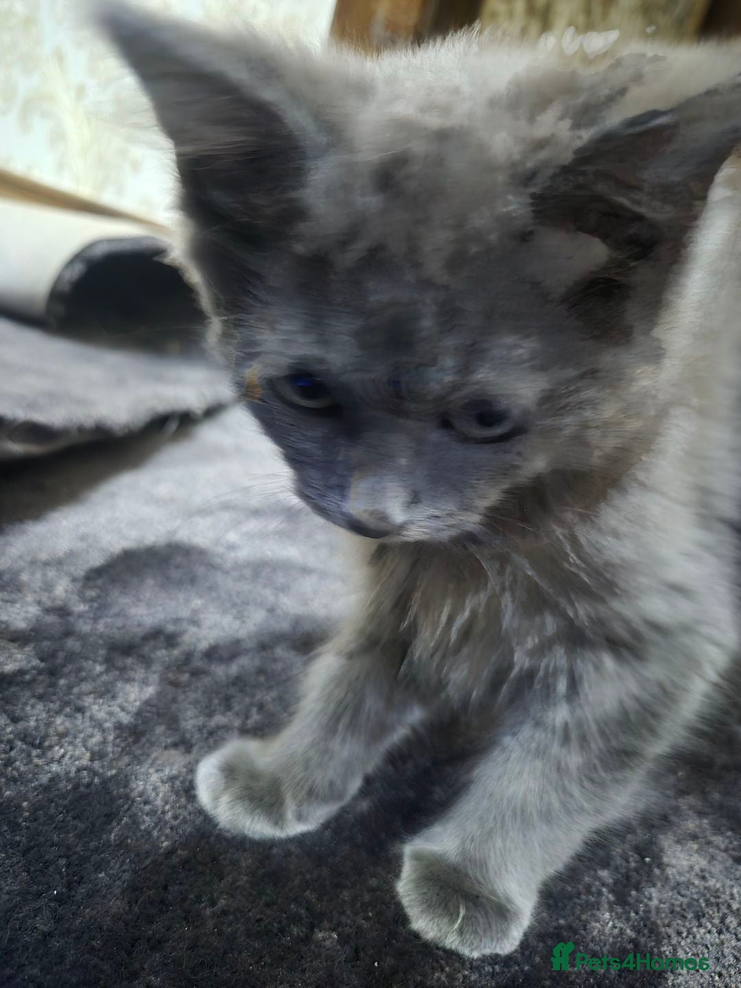Ragdoll cats for sale: 4 ragdolls ready to leave now  - Image 11