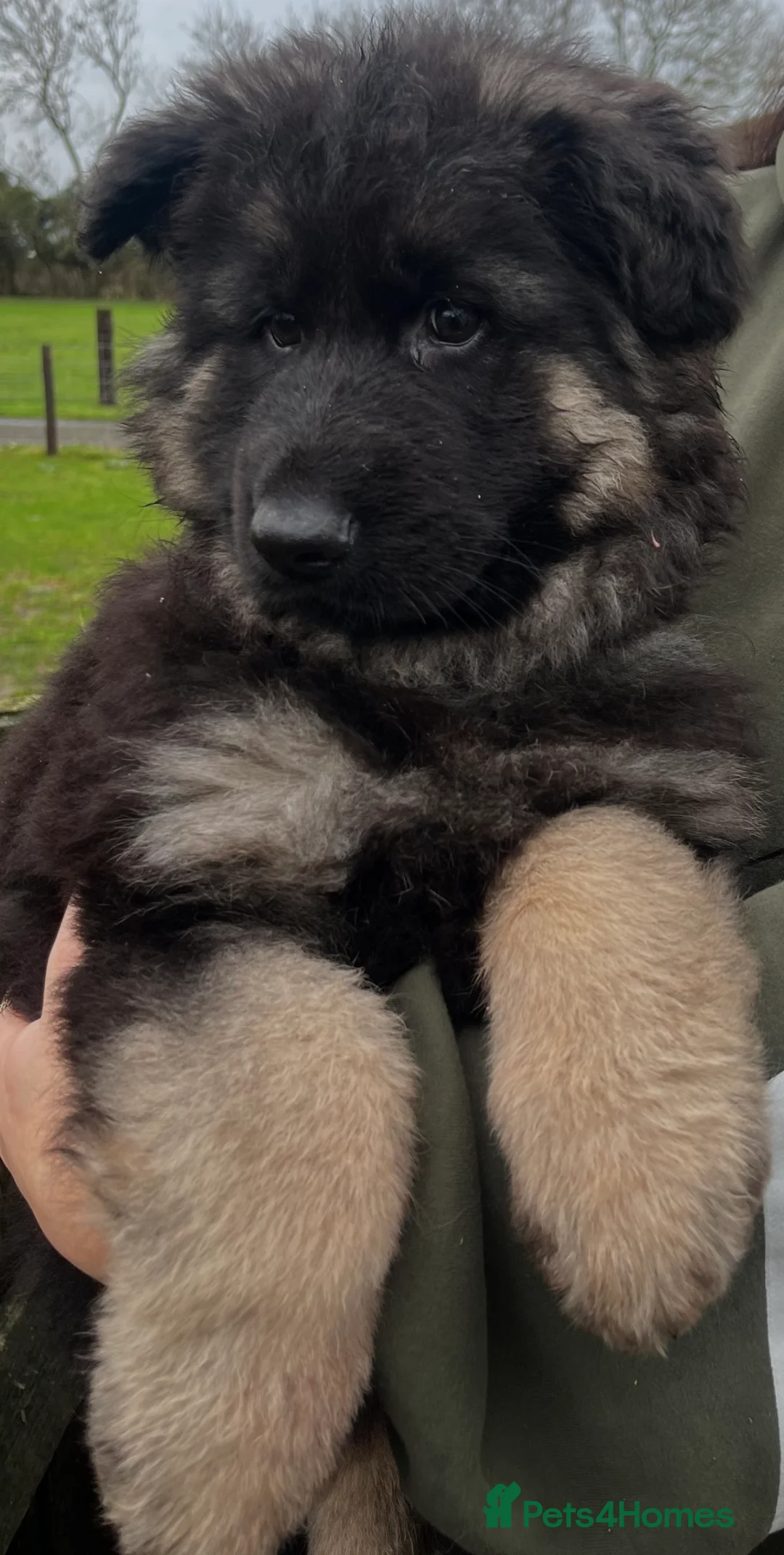 German Shepherd dogs for sale: Stunning Pedigree Male German Shepherd Puppy - Advert 2