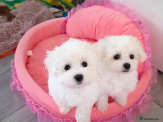 Maltese dogs Last 2 Maltese Puppies – Tiny Girl & Boy Ready Now - Advert 7