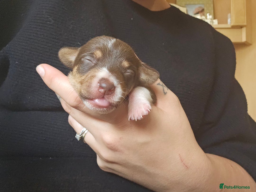 Mixed Breed dogs for sale: Last chocolate chiweenie girl - Image 5