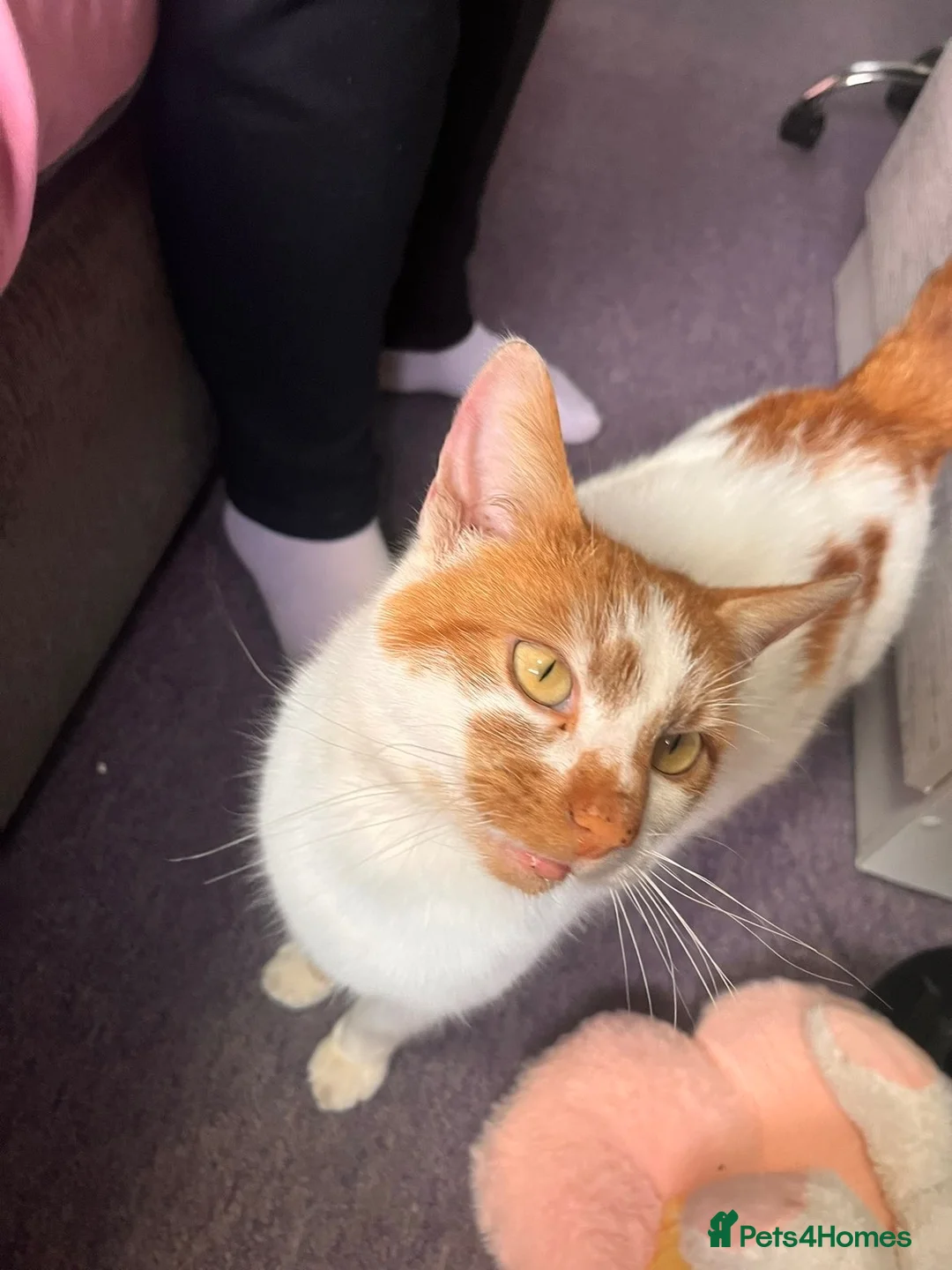 Mixed Breed cats for sale: Male cat  in Boston - Advert 2