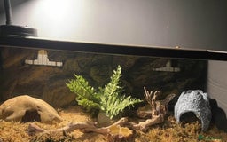 Gecko reptiles for sale: Lampard gecko  - Image 2