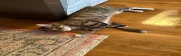 Domestic Shorthair cats for sale: Roco male cat  in High Wycombe - Advert 1