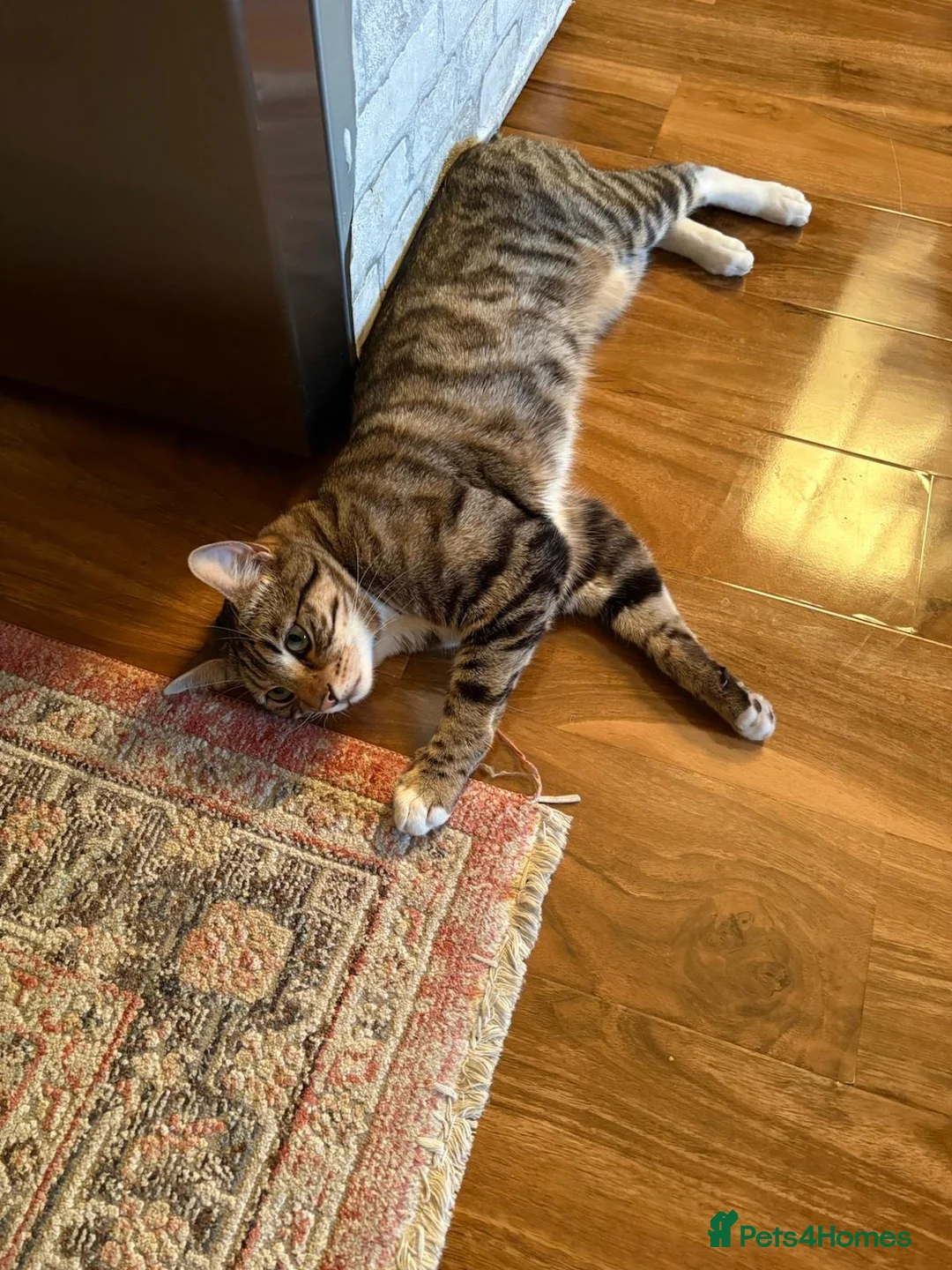 Domestic Shorthair cats for sale: Roco male cat  in High Wycombe - Advert 1