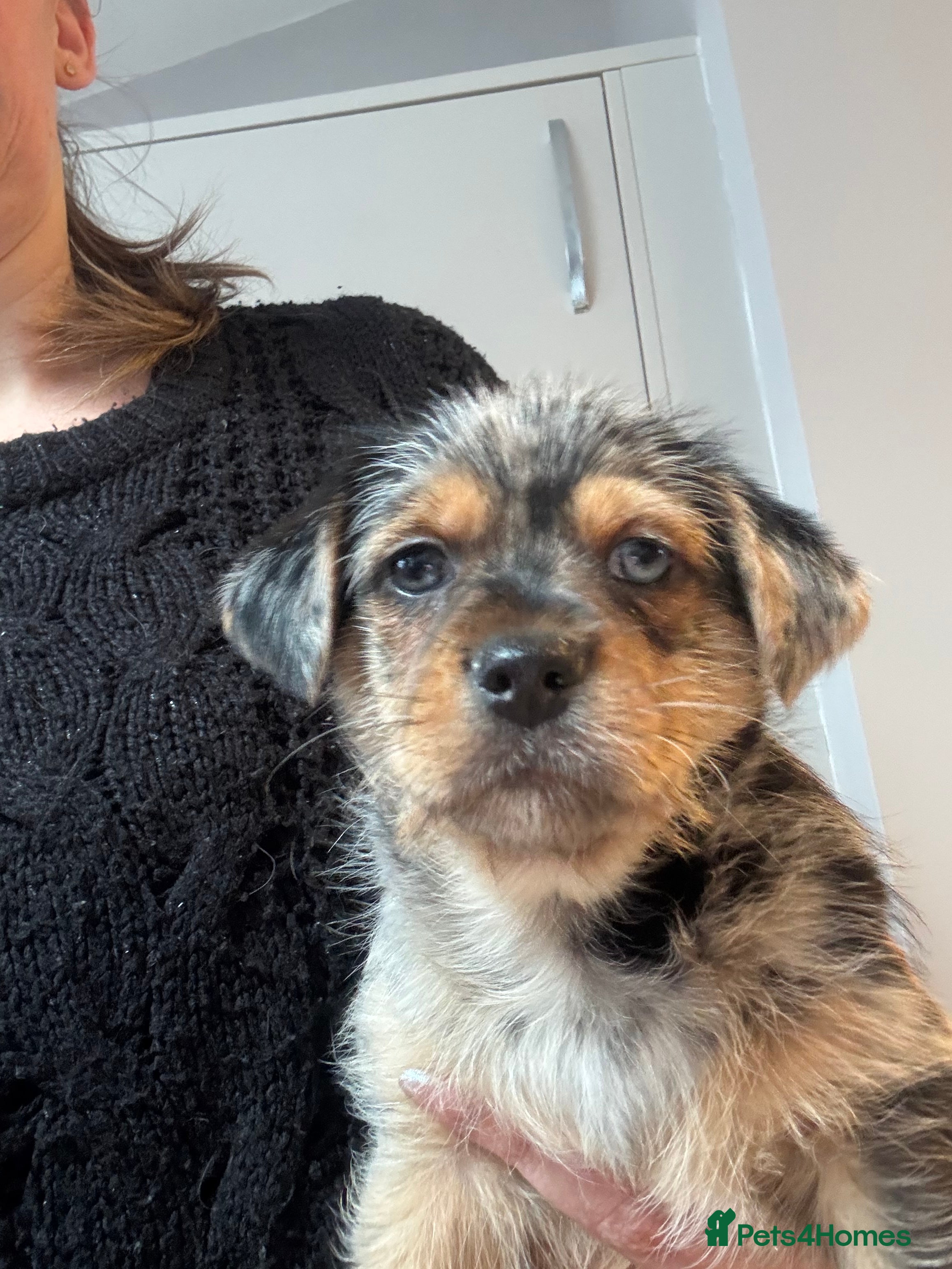 Chorkie dogs Chorkie Merle puppies ready on THURSDAY - Advert 1