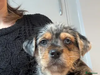 Chorkie dogs Chorkie Merle puppies ready on THURSDAY - Advert 1