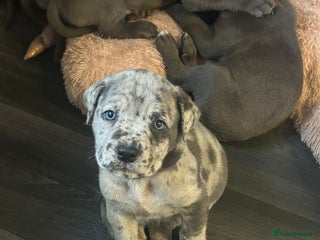 Cane Corso dogs Cane Corso Puppies - Advert 1