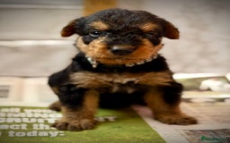 Airedale Terrier dogs for sale: ⭐️⭐️ ADORABLE KC REGISTERED  PUPS ⭐️⭐️ - Image 18