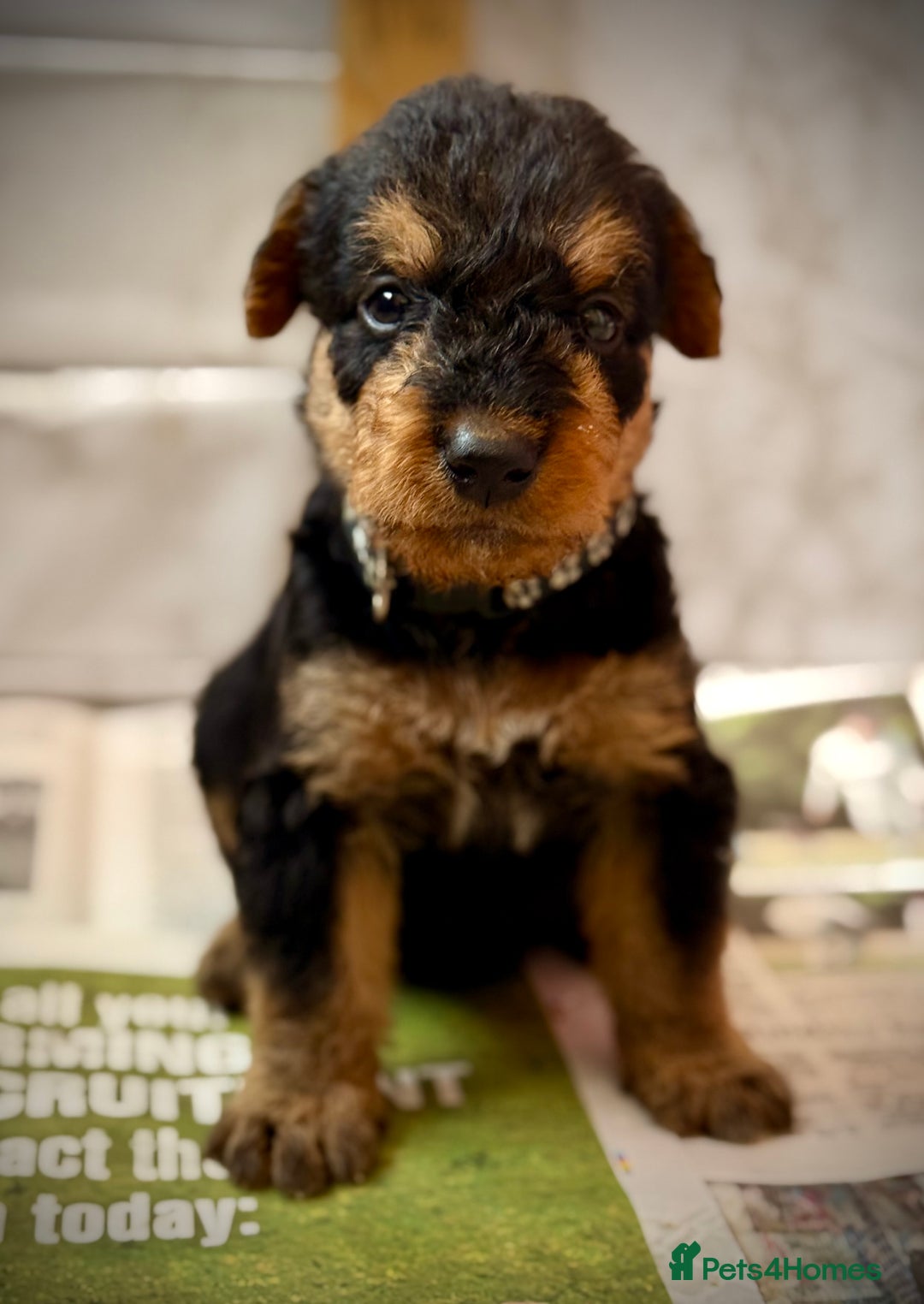 Airedale Terrier dogs for sale: ⭐️⭐️ ADORABLE KC REGISTERED  PUPS ⭐️⭐️ - Image 18