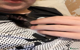 Hamster rodents for sale: Selling female hamster  - Image 1