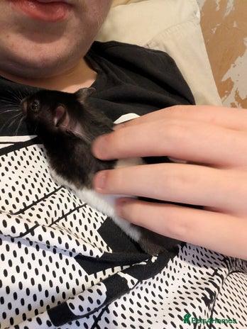 Hamster rodents - Advert 3