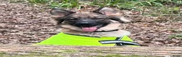 German Shepherd dogs for sale: Gentle 2 year old SPAYED German Shepherd in Exeter - Advert 15