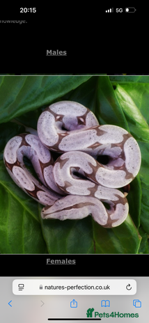 Boa Snake reptiles - Advert 17