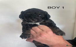 Poochon dogs for sale: F1B miniture black phantom toy poochon - Image 3