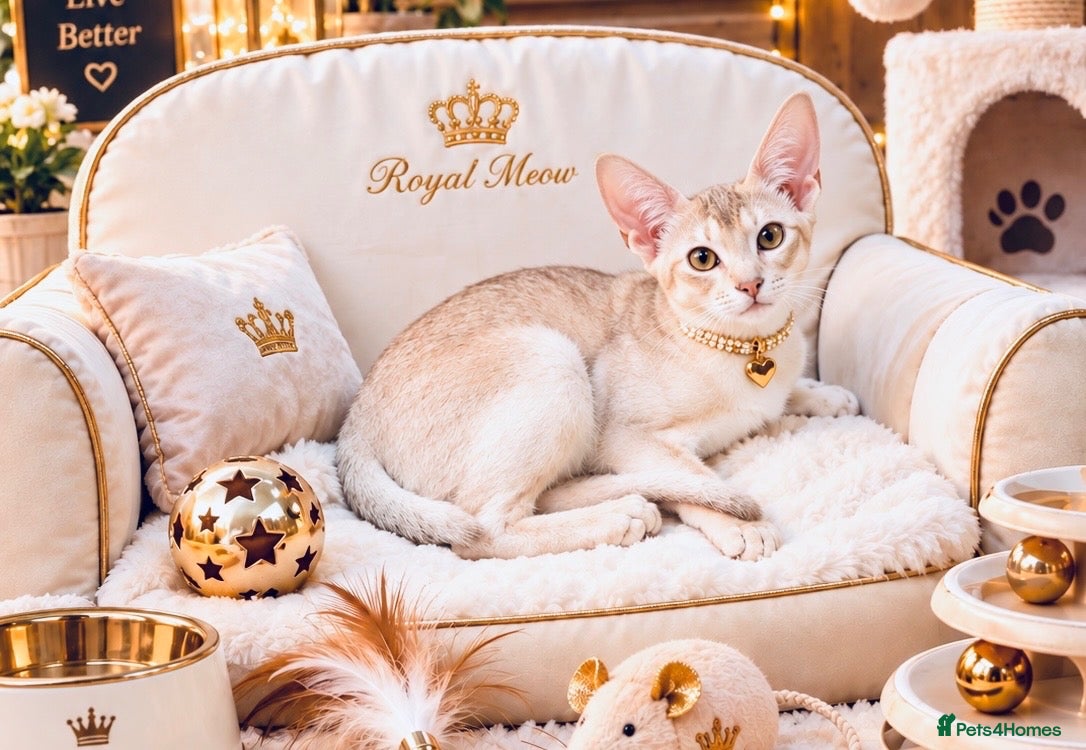 Abyssinian cats     Fu (福) 🏆✨ CHAMPION Silver Cinnamon Abyssinian - Advert 3