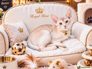 Abyssinian cats Fu (福) 🏆✨ CHAMPION Silver Cinnamon Abyssinian - Advert 3