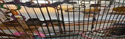Conures birds for sale: Pair of green cheek conures in Stevenage - Advert 3