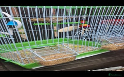 Canaries birds for sale: Young canarie bird with cage  - Image 2