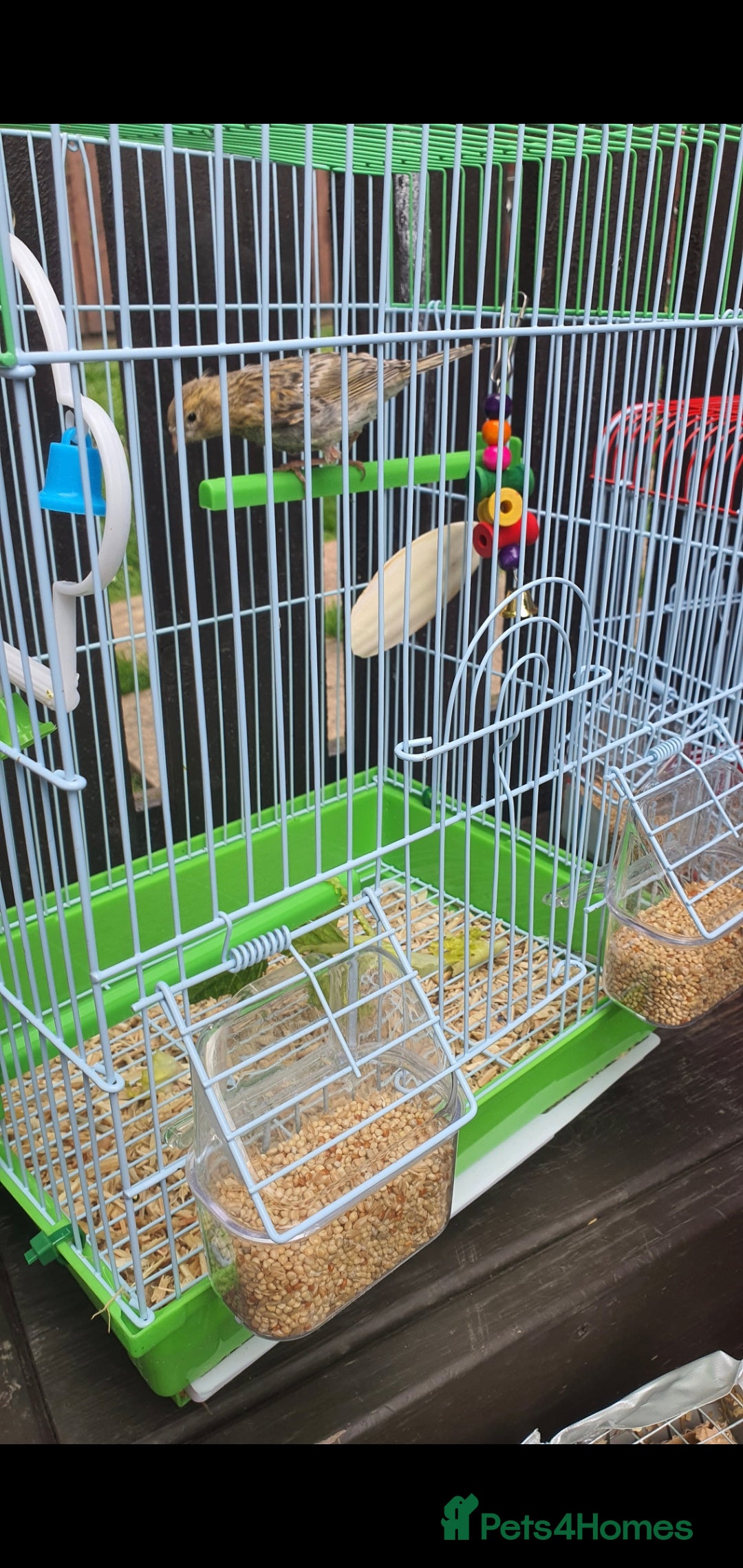 Canaries birds for sale: Young canarie bird with cage  - Image 2
