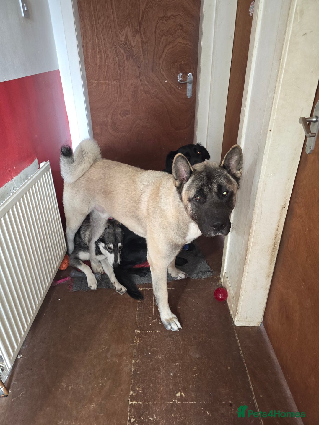 Akita dogs for stud: American akita proven stud  - Image 3