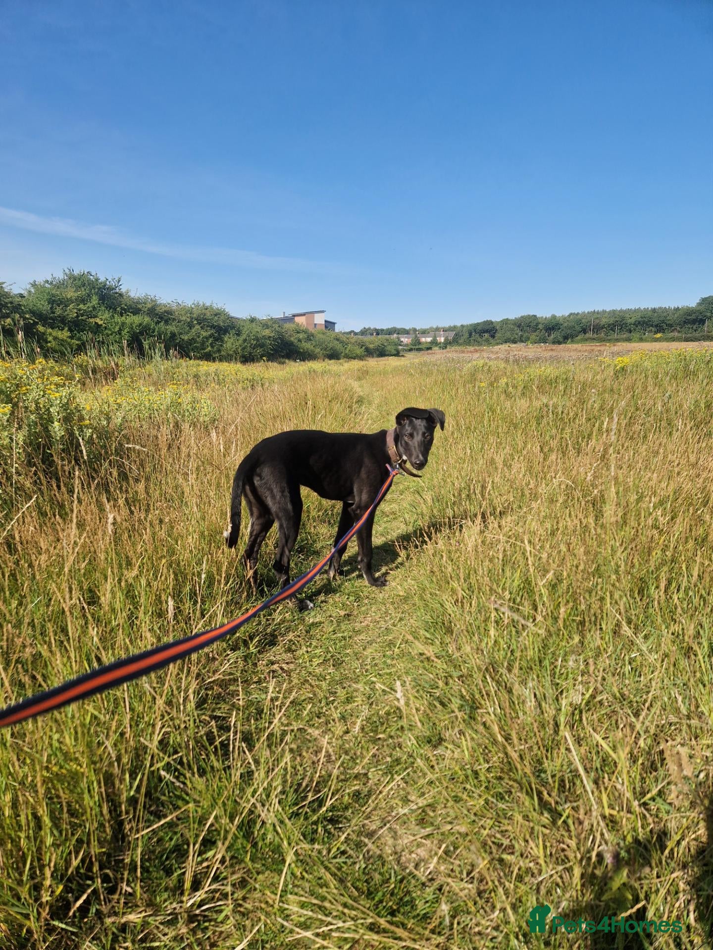 Mixed Breed dogs Stunning boy - Advert 5