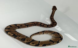 Python Snake reptiles for sale: Royal python  - Image 8