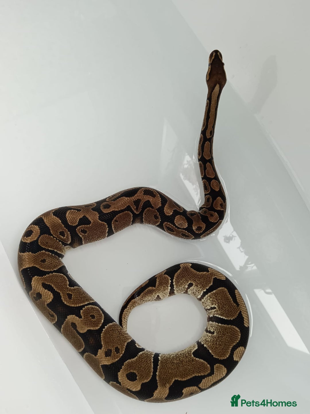 Python Snake reptiles for sale: Royal python  - Image 8