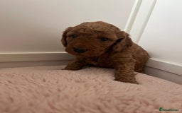 Cockapoo dogs for sale: 2 beautiful cockapoos for sale  in Scarborough - Image 7
