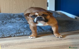 English Bulldog dogs for stud: Traditional standard bulldog for stud  - Image 1