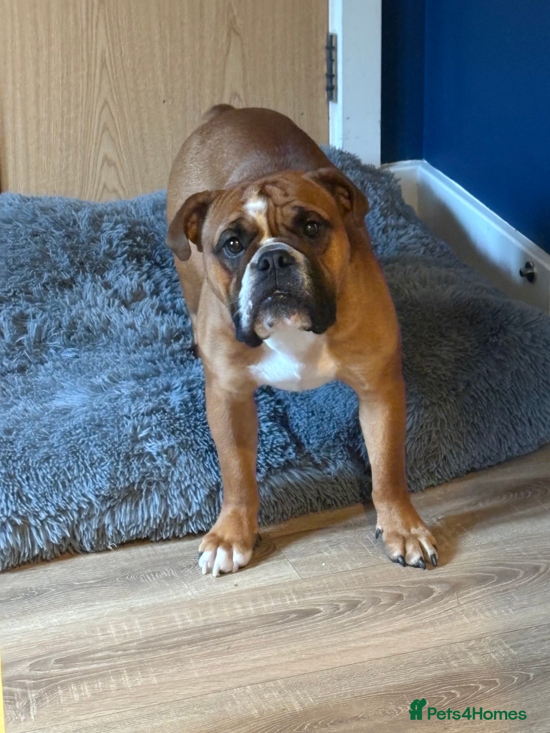 English Bulldog dogs for stud: Traditional standard bulldog for stud  - Image 1