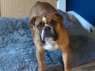 English Bulldog dogs - Advert 10