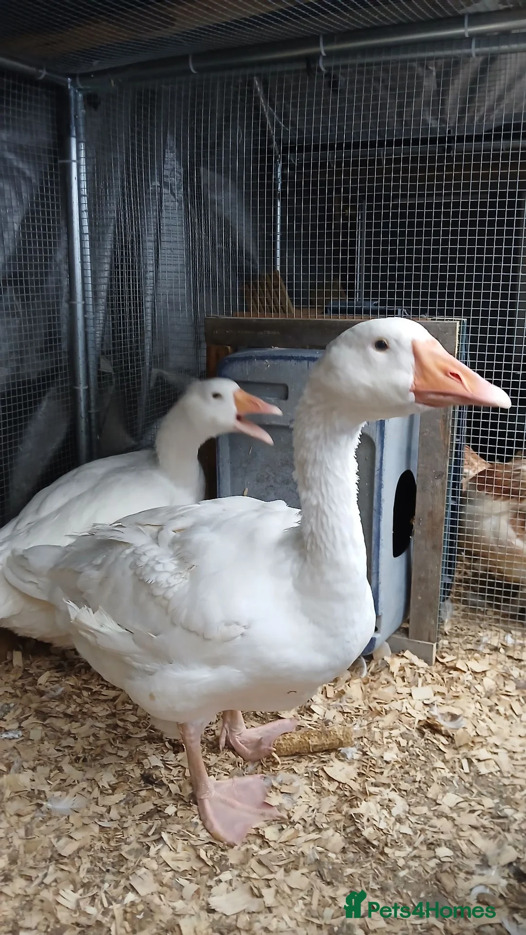 Geese poultry for sale: 2 x geese - Advert 1