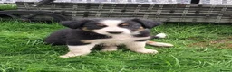 Border Collie dogs for sale: Adorable Puppies - Advert 25