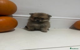 Pomeranian dogs for sale: Pomeranian - Image 4