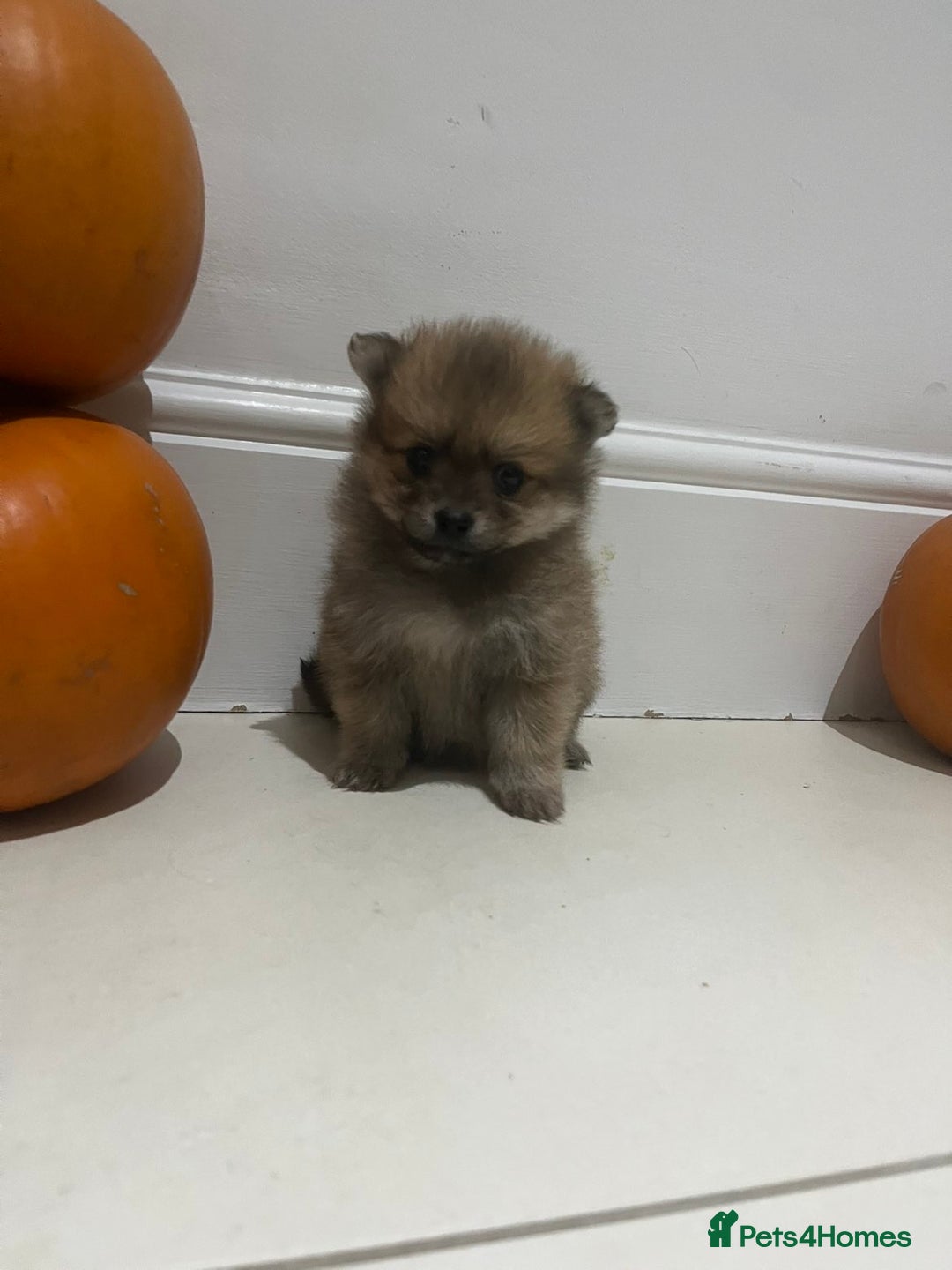 Pomeranian dogs for sale: Pomeranian - Image 4