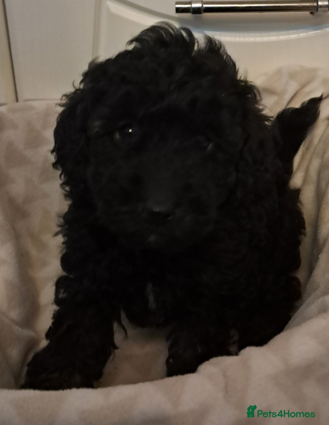 Mixed Breed dogs for sale: Beautiful poodle puppys - Advert 5