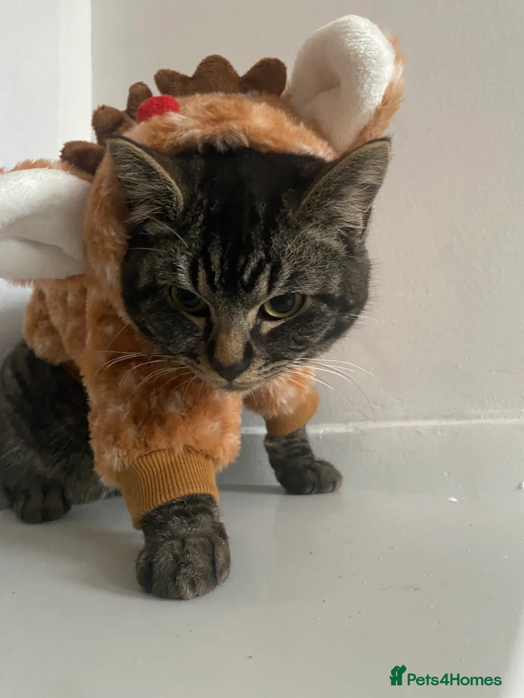 Ragdoll cats for sale: This ragdoll mix is ready ragdoll characteristics - Advert 6