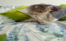 British Longhair cats for sale: Last British Longhair kitten  - Advert 8