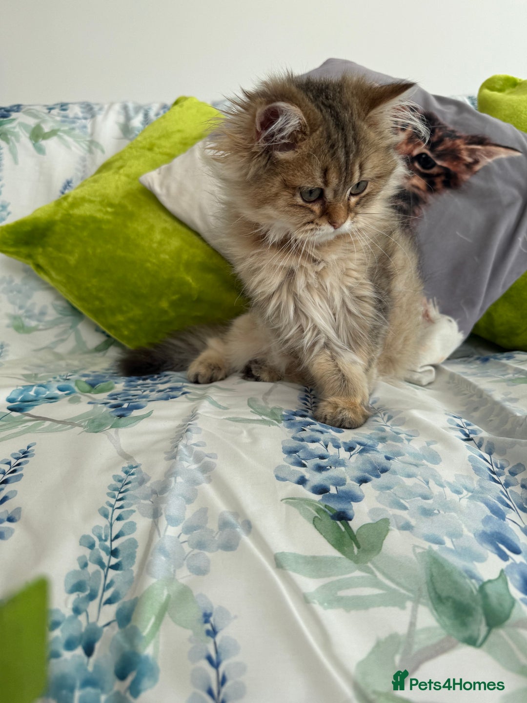 British Longhair cats for sale: Last British Longhair kitten  - Advert 8