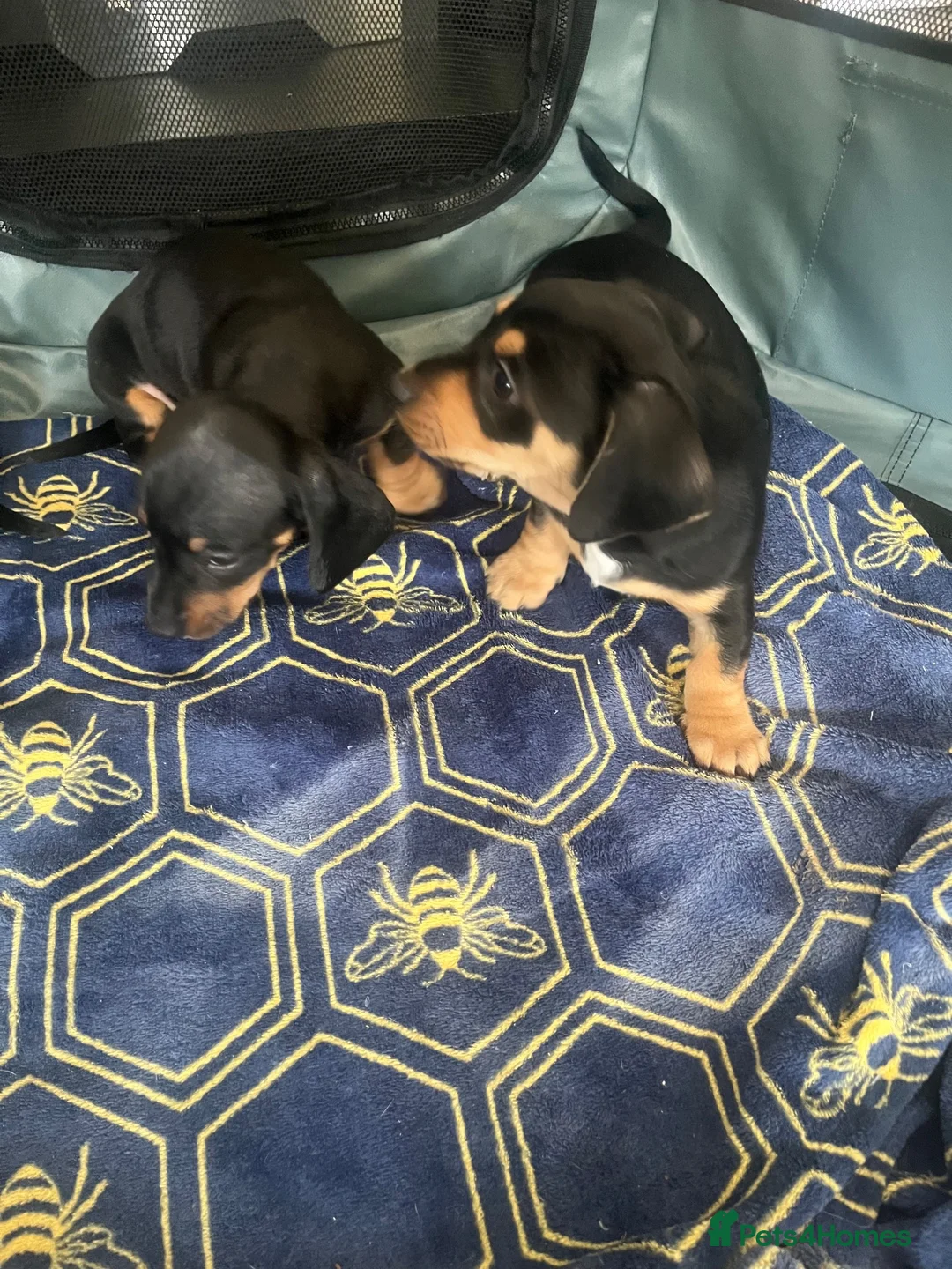 Jackshund dogs for sale: Stunning litter of jackshounds  in Cambridge - Advert 15
